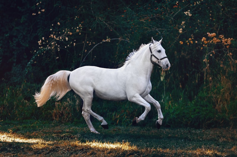 Ferghana horse